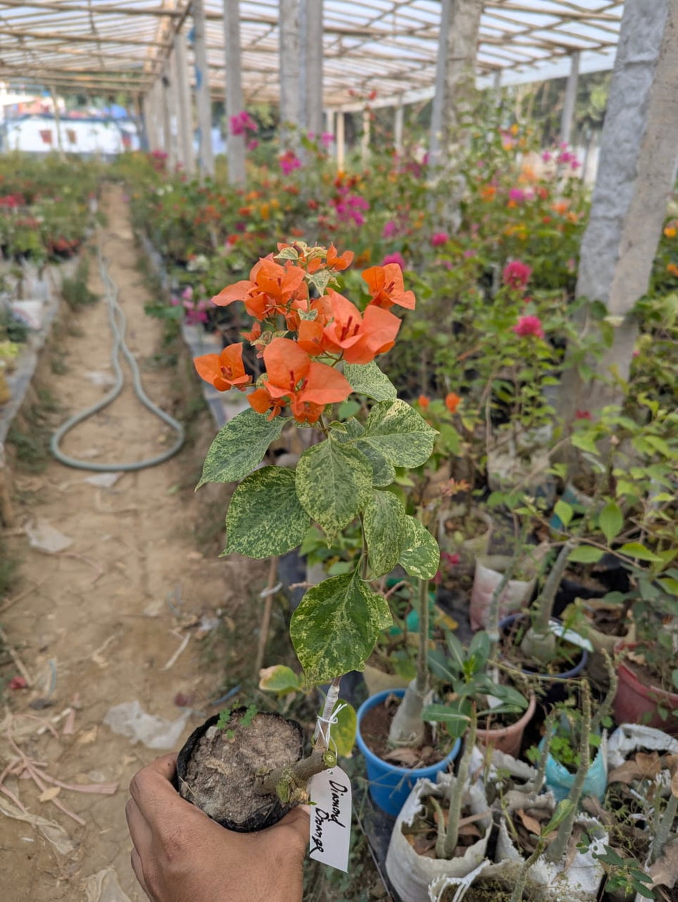 ডায়মন্ড অরেঞ্জ বাগানবিলাস | Diamond Orange Baganbilash | Diamond Orange Bougainvillea Grafted