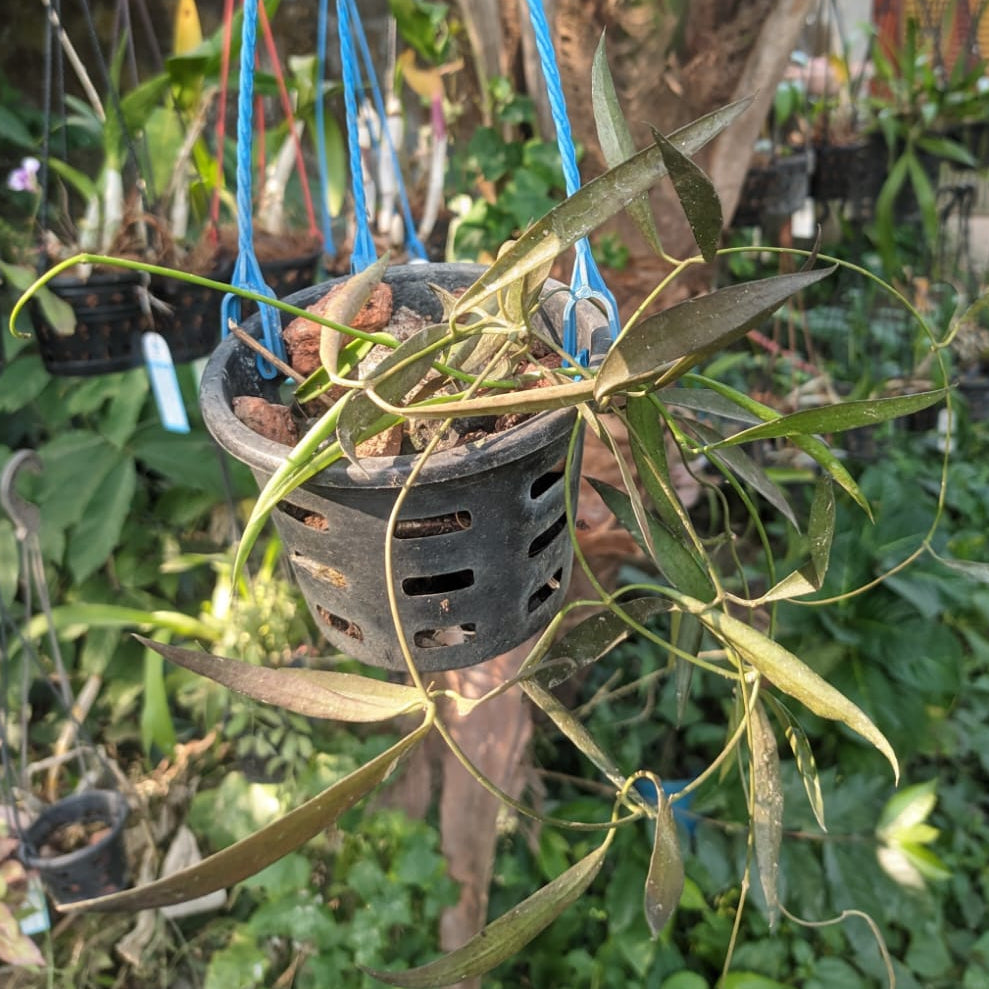 Dischidia Parasitica
