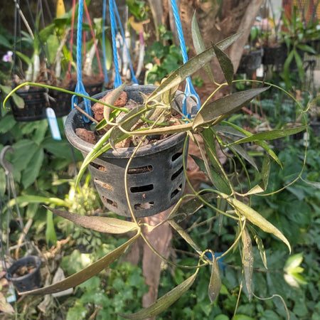 Dischidia Parasitica
