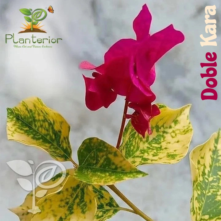 Doble Kara Baganbilash