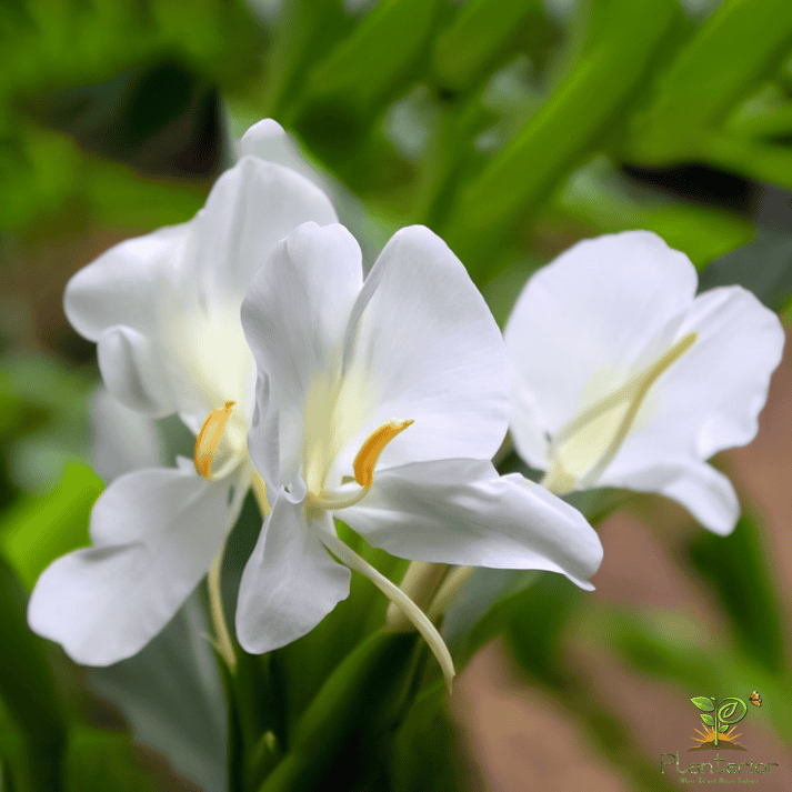 দোলনচাঁপা | Dolonchapa | White Ginger Lily | White Butterfly Lily | Dolon Chapa