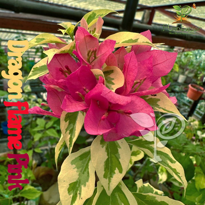 ড্রাগিন ফ্লেম পিংক বাগানবিলাস গ্রাফটেড |  Dragon Flame Pink Baganbilash Grafted | Dragon Flame Pink Bougainvillea | Rare Variety Bougainvillea
