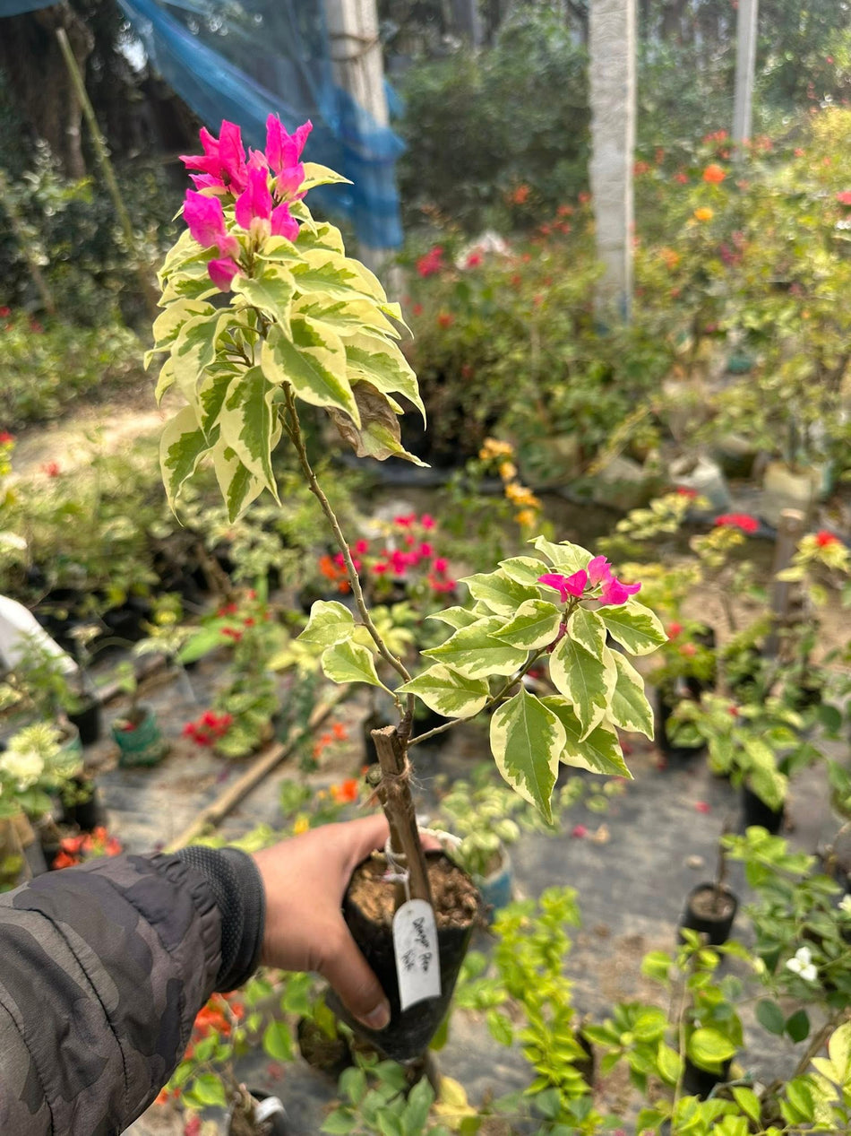ড্রাগিন ফ্লেম পিংক বাগানবিলাস গ্রাফটেড |  Dragon Flame Pink Baganbilash Grafted | Dragon Flame Pink Bougainvillea | Rare Variety Bougainvillea