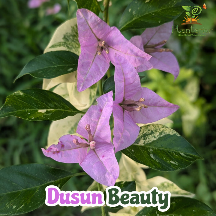 ডুসান বিউটি বাগানবিলাস | Dusun Beauty Bougainvillea | Halka Beguni Baganbilash