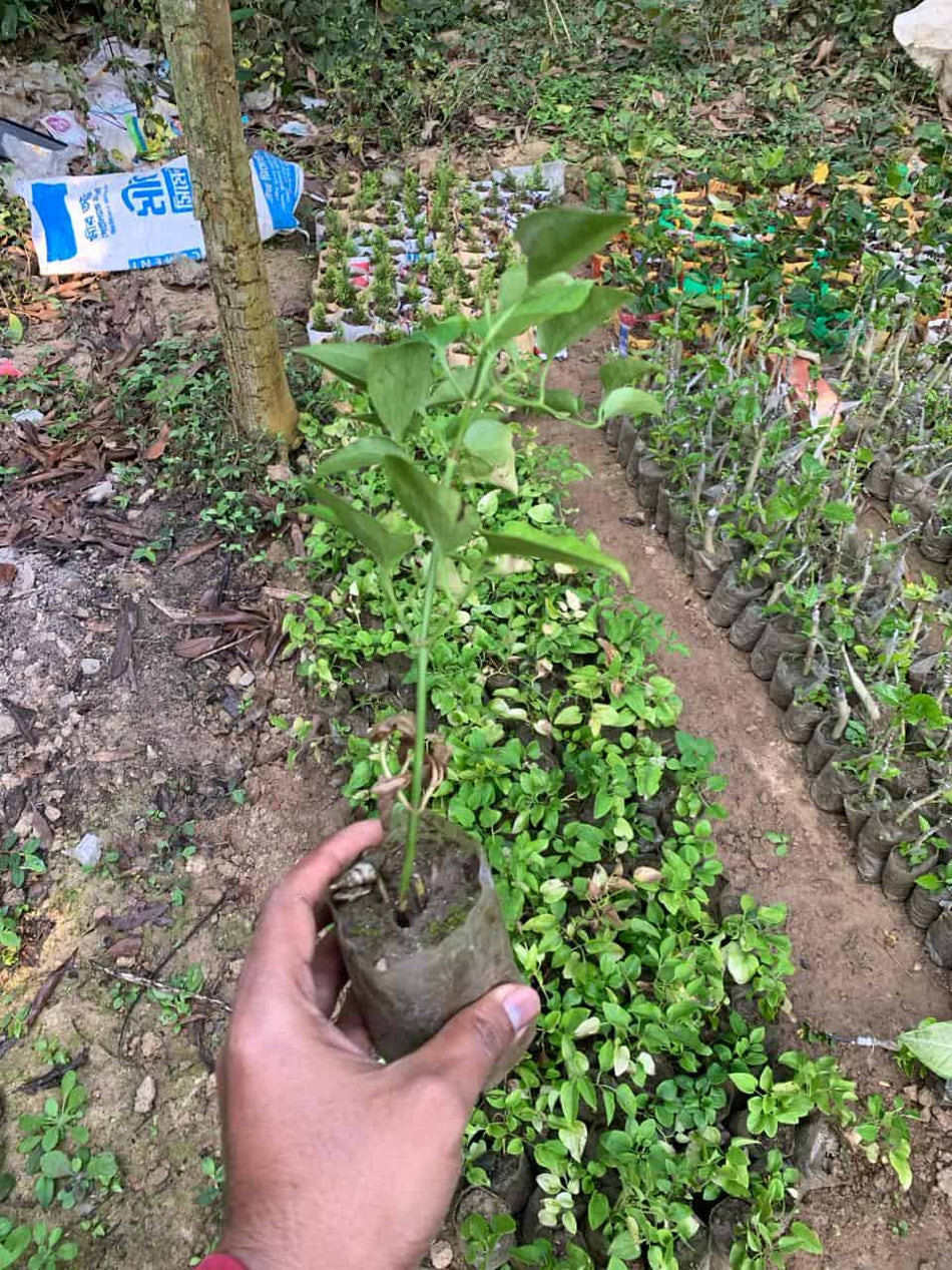 অ্যারোমেটিক জুই | তাঁরাঝড়া | Aromatic Jui | Tarajhora