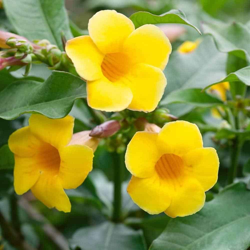 অলকানন্দা | এলামুন্ডা | Allamanda Flower – Planterior.org