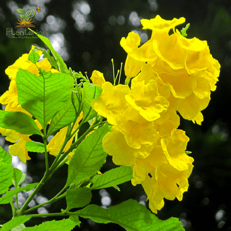 চন্দ্রপ্রভা | Chondroprova