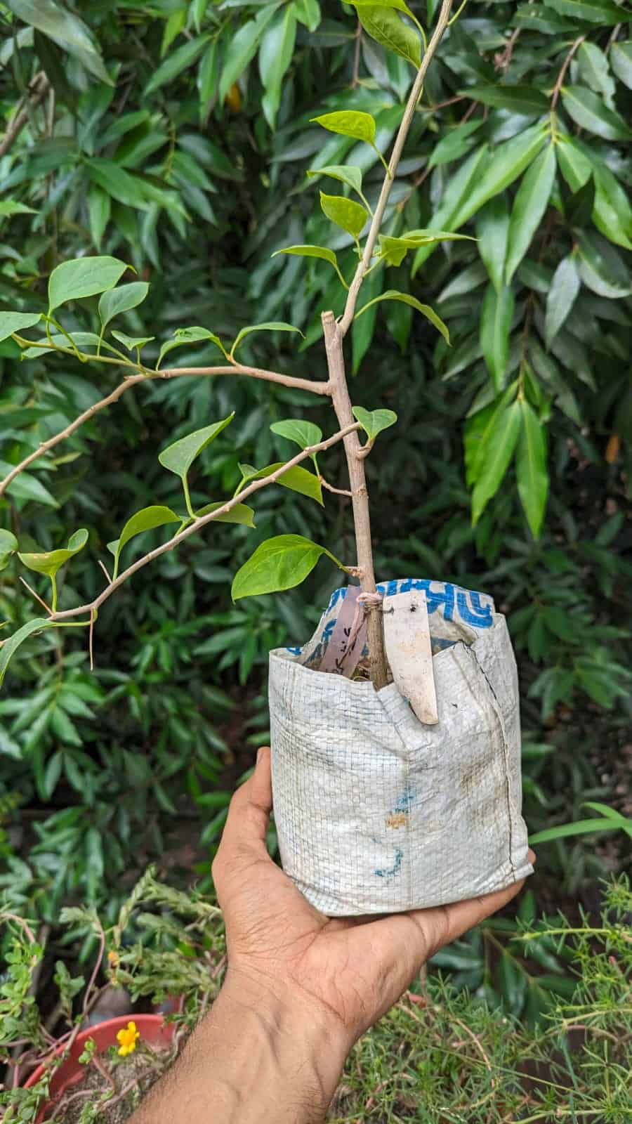 জয়া বাগানবিলাশ | Joya Bougainvillea