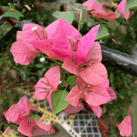 Joya Bougainvillea