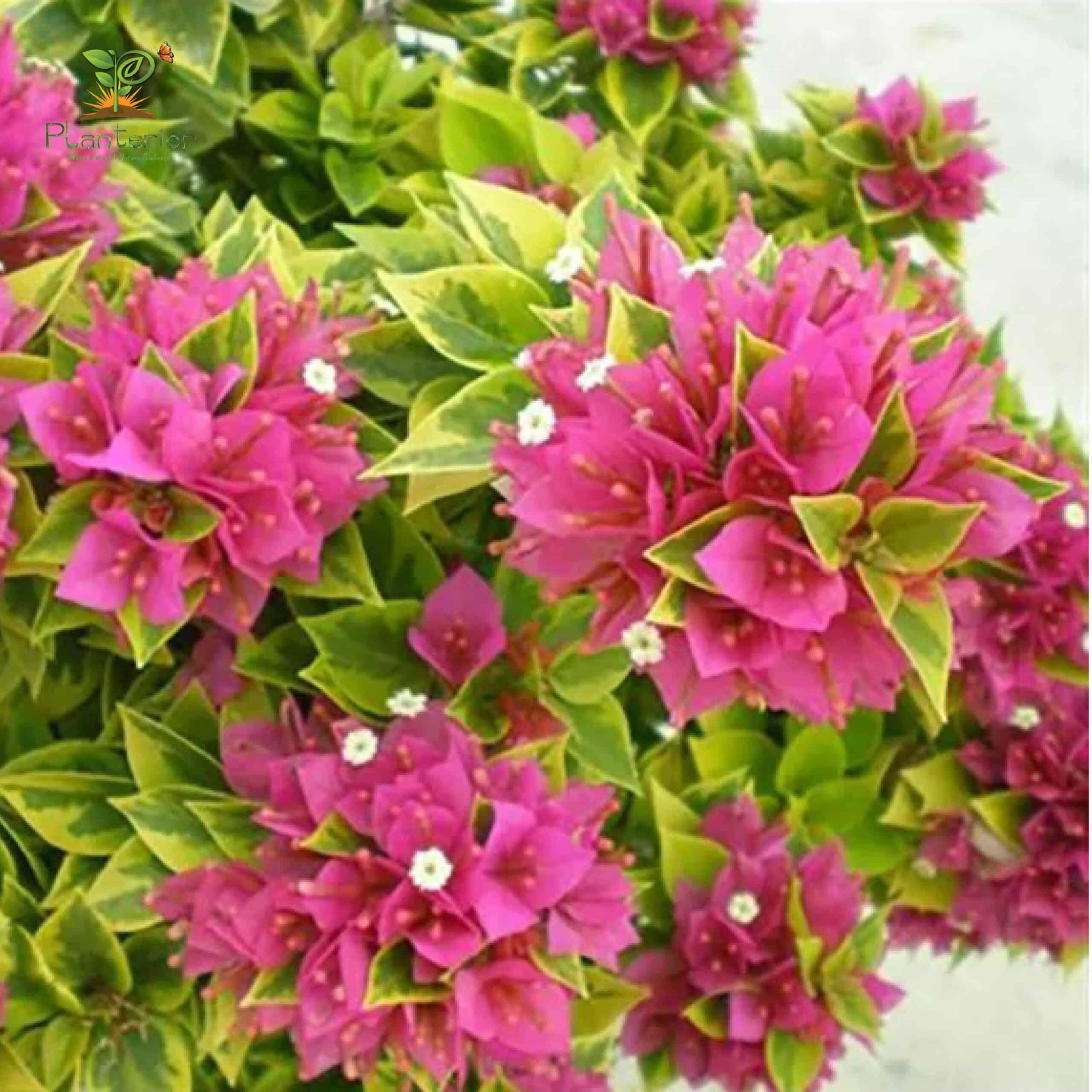 Juwel Pink Variegated Bougainvillea