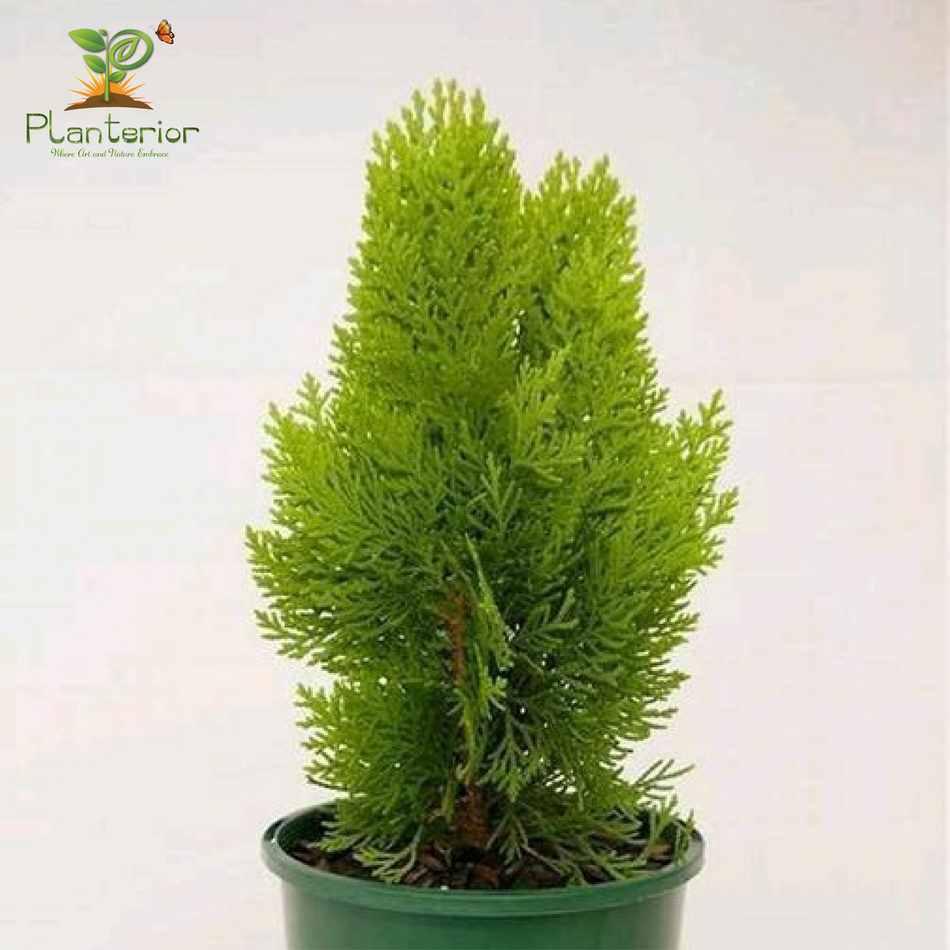 ঝাউ গাছ | Casuarina Tree