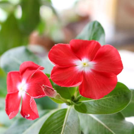 লাল নয়নতারা | Red Vinca | Red Nayanthara
