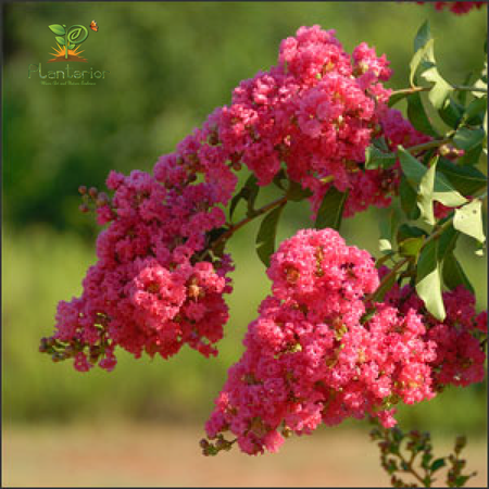 Crepe Myrtle Pink