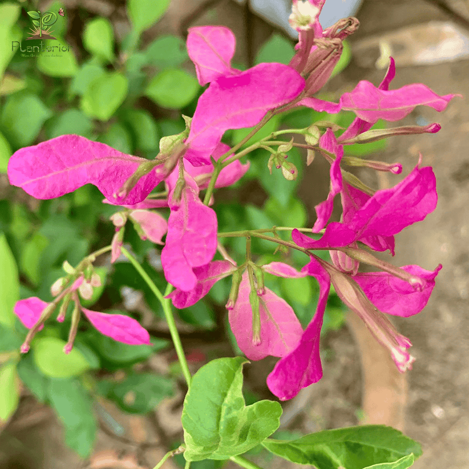 বিদ্যাদারী বাগানবিলাস | Bidadari Bougainvillea