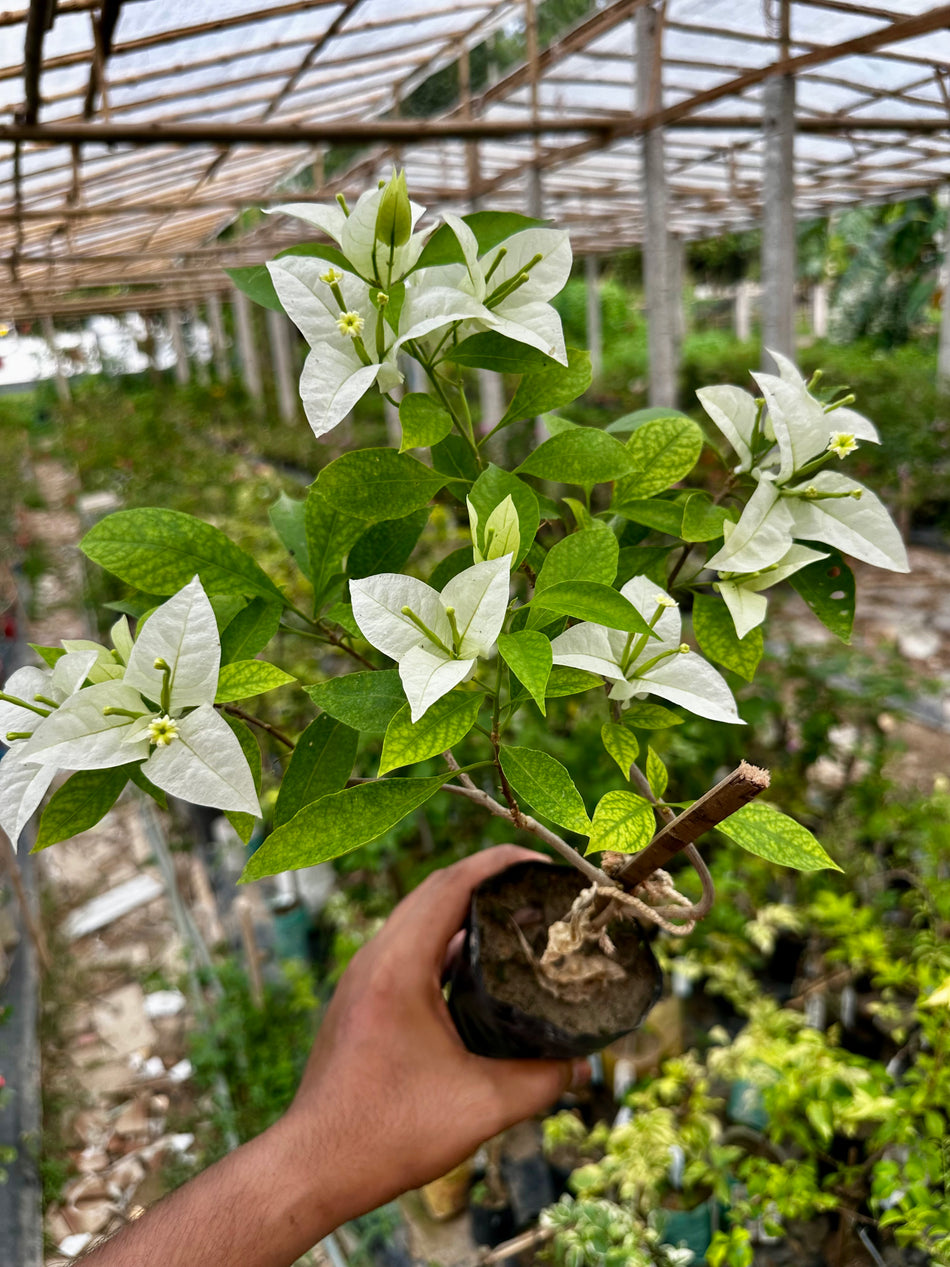 গ্রিন অ্যাপল বাগানবিলাস | Green Apple Bougainvillea | White Baganbilash | সাদা বাগানবিলাস | High Blooming Bougainvillea