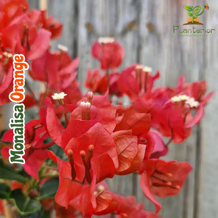 মোনালিসা অরেঞ্জ বাগানবিলাস | Monalisa Orange Bougainvillea | Monalisa Orange Baganbilash | কমলা বাগানবিলাস