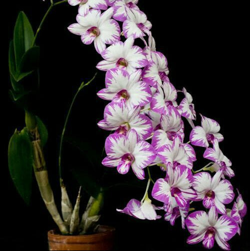 Enobi Mini Dendrobium Orchid