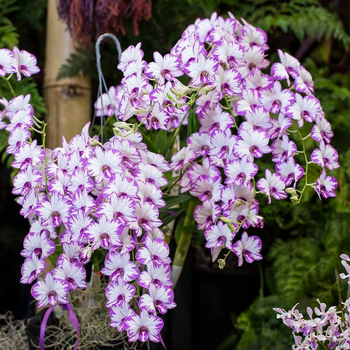 Enobi Mini Dendrobium Orchid