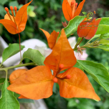 Flame Opal Bougainvillea