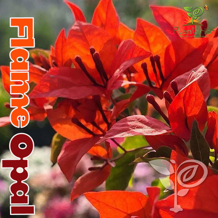 ফ্লেম ওপাল বাগানবিলাস | Flame Opal Baganbilash | Flame Opal Bougainvillea Grafted