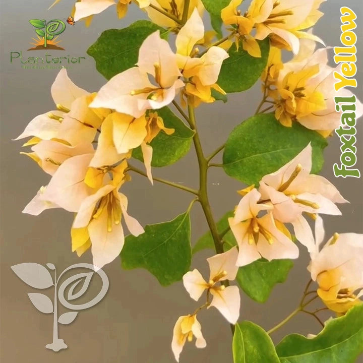Foxtail Yellow Bougainvillea