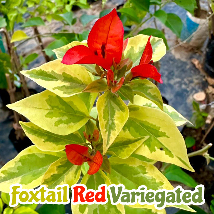 ফক্সটেইল রেড ভেরিগেটেড বাগানবিলাস | Foxtail Red Variegated Baganbilash | Foxtail Red Variegated Bougainvillea Grafted