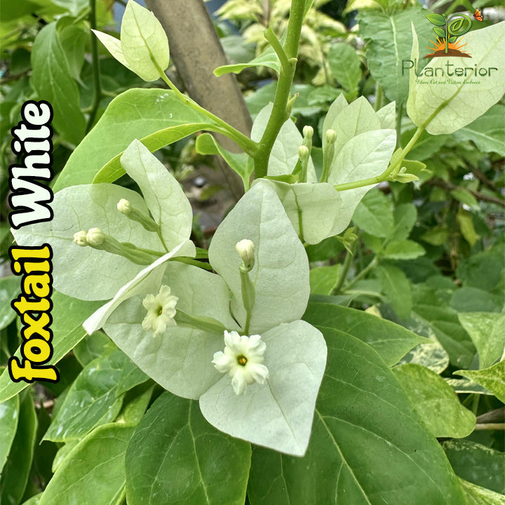 ফক্সটেইল হোয়াইট বাগানবিলাস | Foxtail White Baganbilash | Foxtail White Bougainvillea