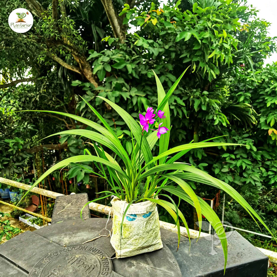 গ্রাউন্ড অর্কিড পার্পেল | Ground Orchid Purple | Out door Plant | High Blooming Orchid