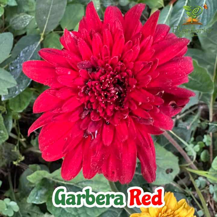 লাল জারবেরা ফুল গাছ | Dwarf Red Gerbera Plant | Transvaal daisy Plant