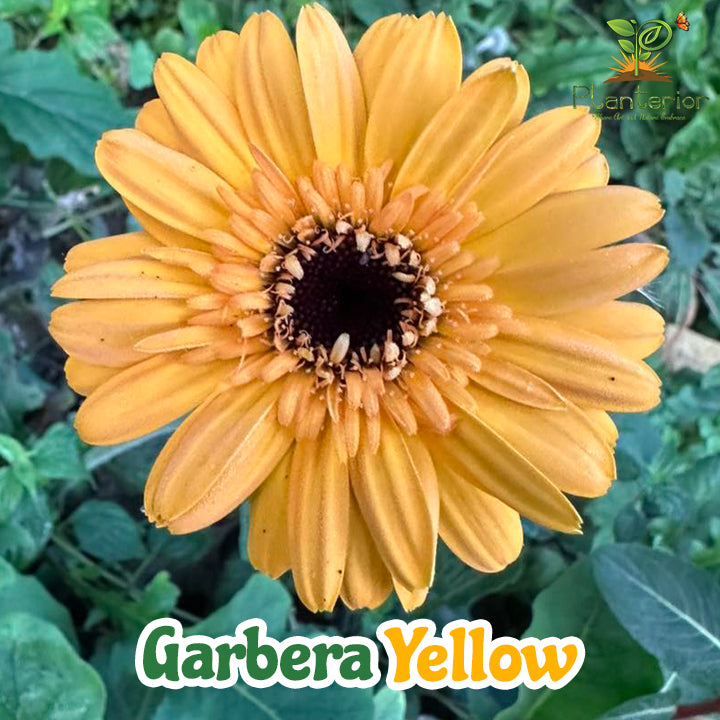 কাঠালী হলুদ জারবেরা ফুল গাছ | Deep Yellow Gerbera Plant | Transvaal daisy Plant