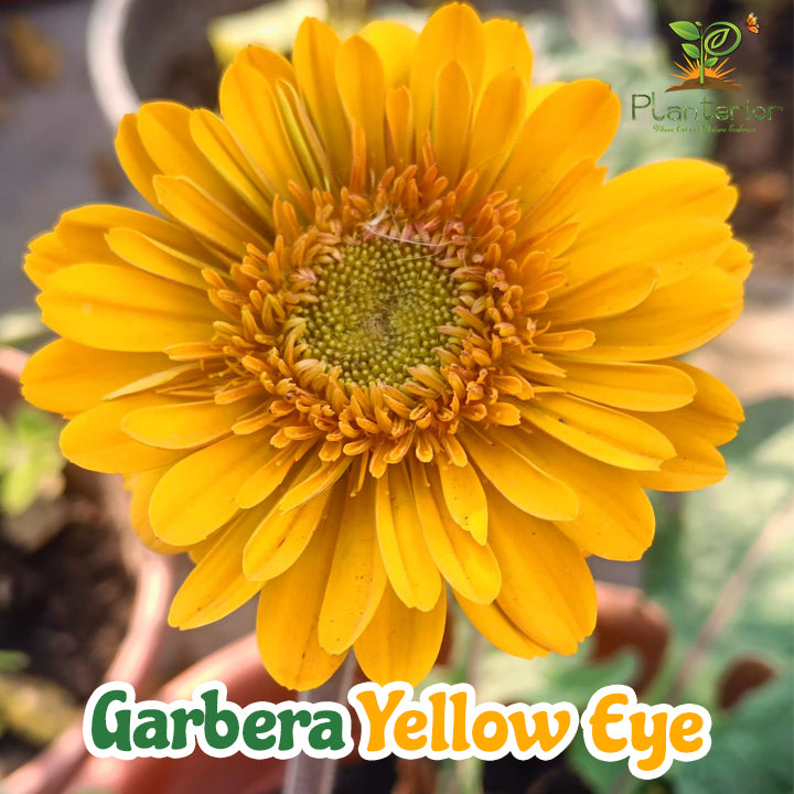 হলুদ ডোয়ার্ফ জারবেরা ফুল গাছ | Yellow Dwarf Gerbera Plant | Transvaal daisy Plant