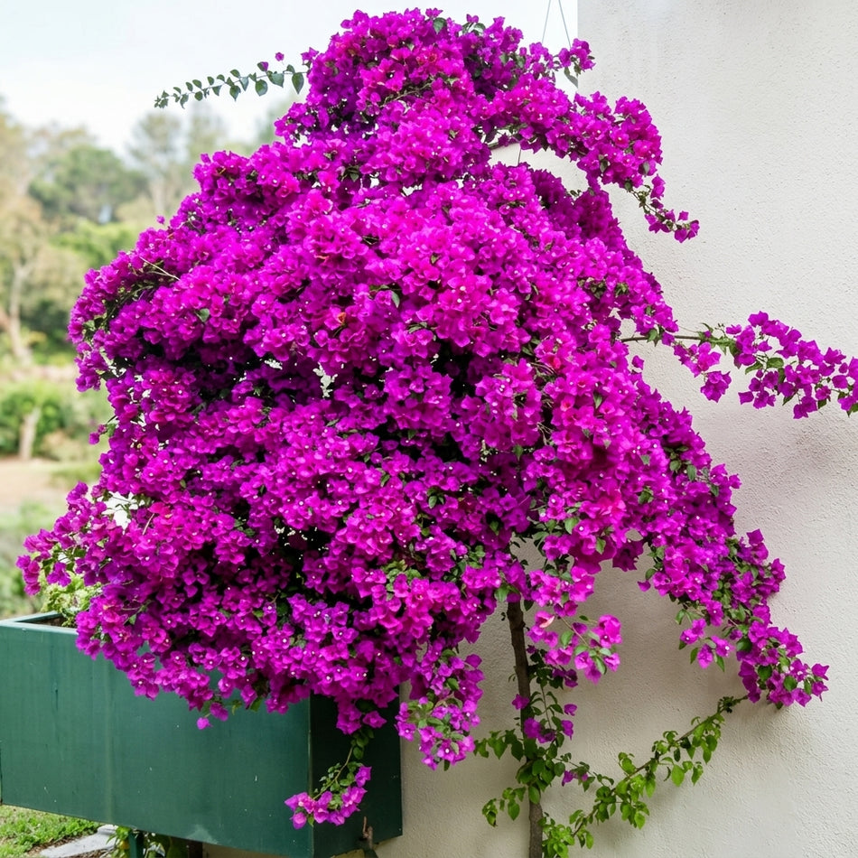 টেক্সাস কিং বাগানবিলাস | Texas King Bougainvillea | গোলাপি বুগেনভিলিয়া | Bright Pink Repeat Bloomer Baganbilash
