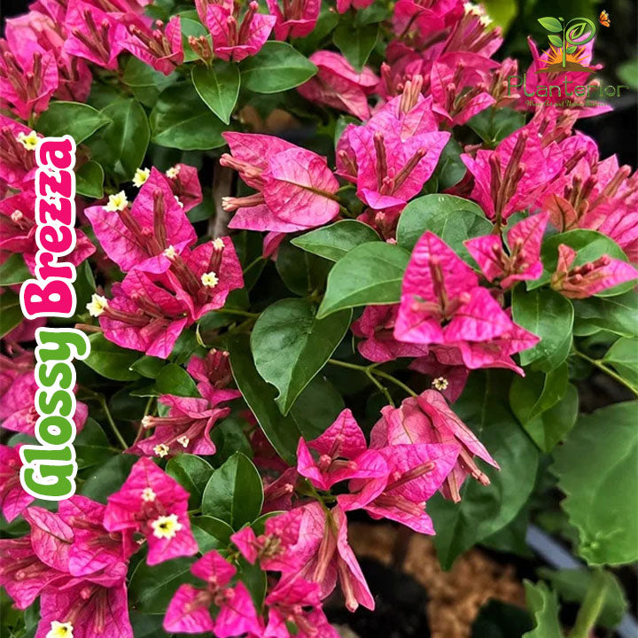 গ্লোসি ব্রেজা বাগানবিলাস | Glossy Brezza Bougainvillea | Rare Baganbilash
