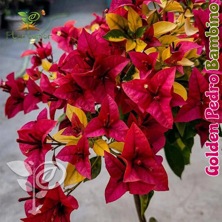 Golden Pedro Bambino Bougainvillea