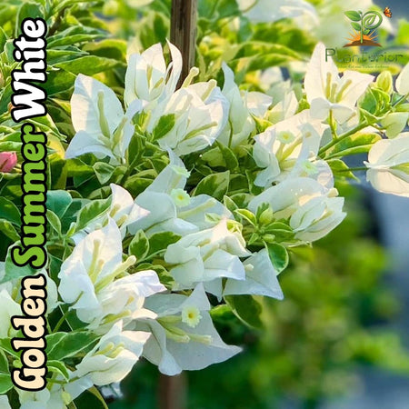 Golden Summer White Bougainvillea