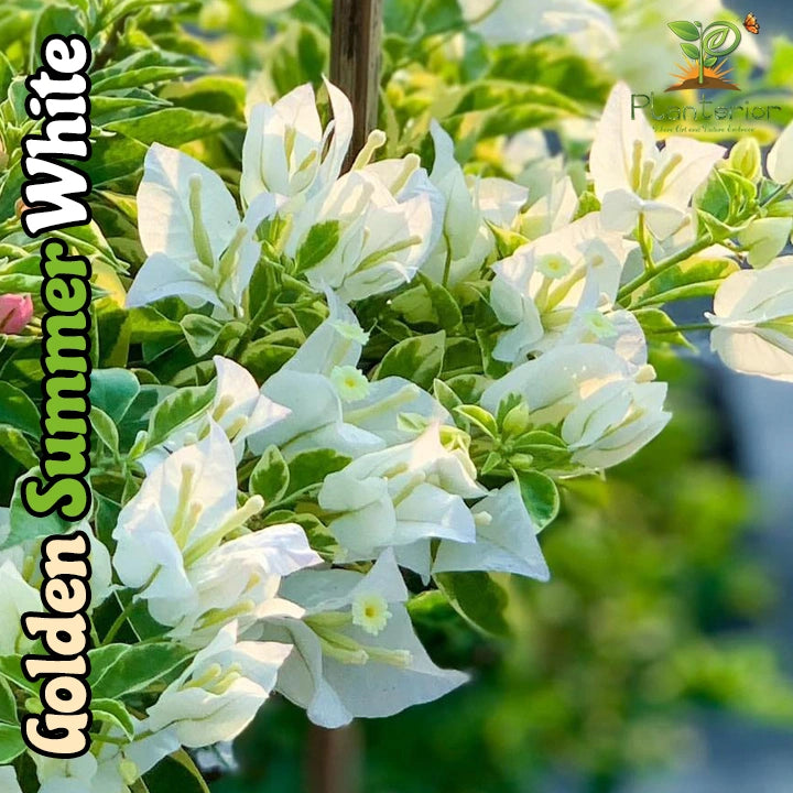 Golden Summer White Bougainvillea