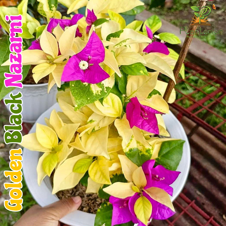 গ্লোডেন ব্লাক নাজরানি বাগানবিলাস | Golden Black Nazarene Baganbilash | Golden Black Nazarene Bougainvillea Grafted