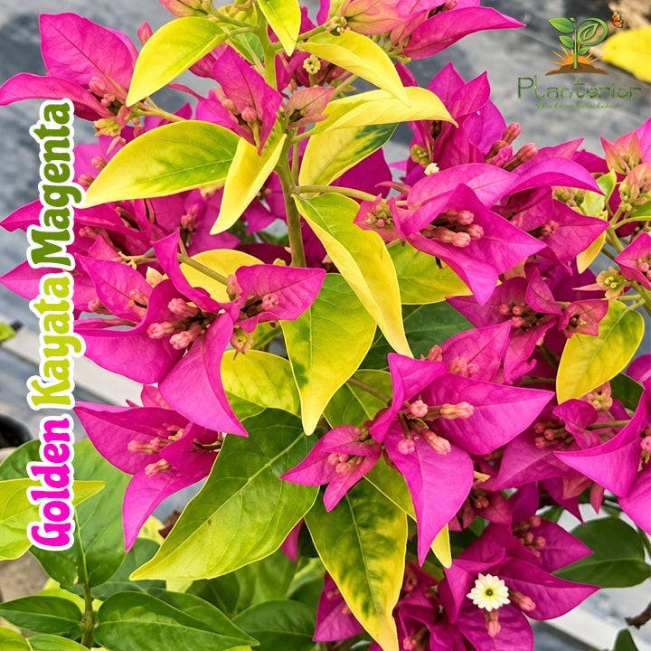 গোল্ডেন কায়াটা মেজেন্টা বাগানবিলাস | Golden Kayata Magenta Bougainvillea | Magenta Flower Sornali Leaf Baganbilash