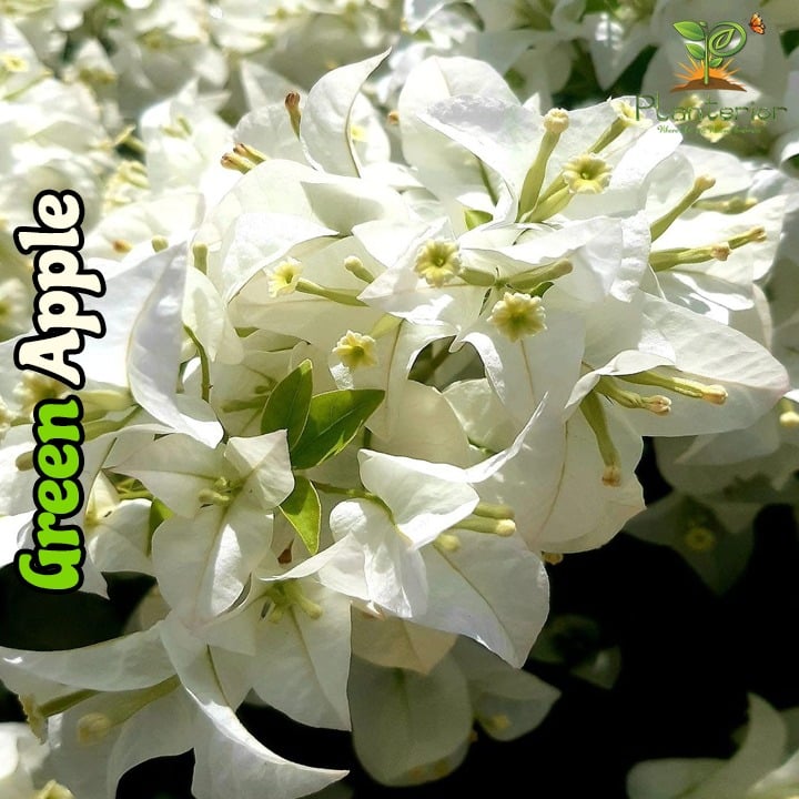 গ্রিন অ্যাপল বাগানবিলাস | Green Apple Bougainvillea