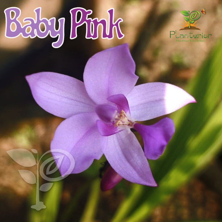 বেবি পিঙ্ক গ্রাউন্ড অর্কিড | Baby Pink Ground Orchid (Spathoglottis) – Beautiful Live Flowering Plant