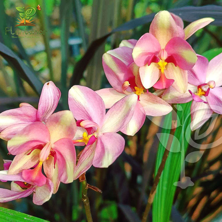ইয়েলো লাইট গ্রাউন্ড অর্কিড | Yellow Light Ground Orchid (Spathoglottis) – Live Plant
