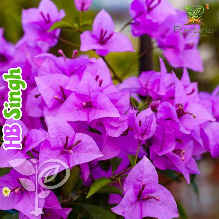 HB Singh Bougainvillea