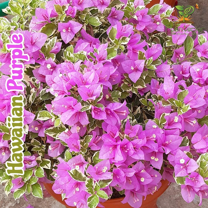 Hawaiian Purple Bougainvillea