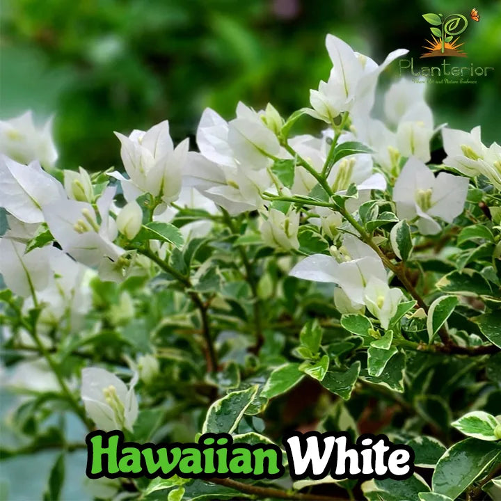 Hawaiian White Bougainvillea