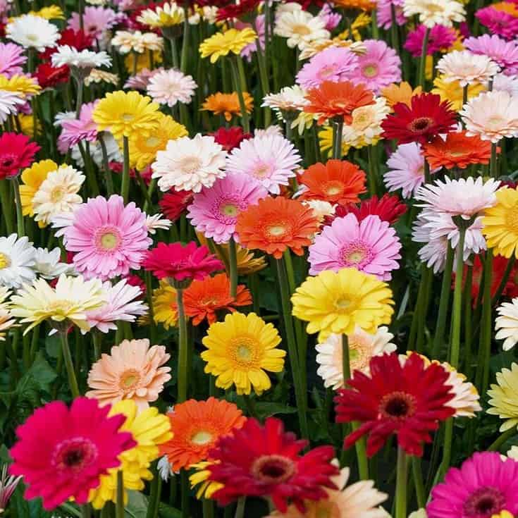 Gerbera Plant