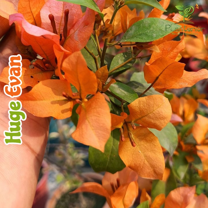 Hugh Evans Bougainvillea