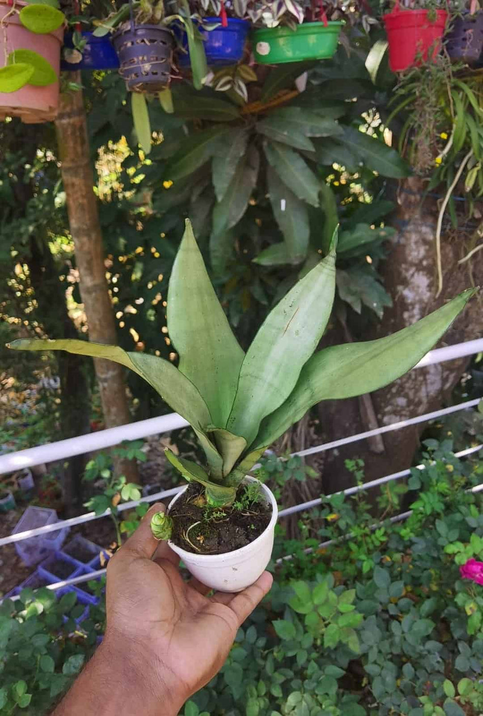 সাদা স্নেক প্ল্যান্ট | Snake Plant White | White Sansevieria Trifasciata | Variegated Snake Plant | Indoor Plant | Full Indoor Plant