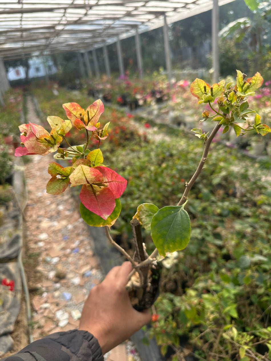 থ্রি স্টার বাগানবিলাশ  | Three Star Bougainvillea | 3 Color baganbilas