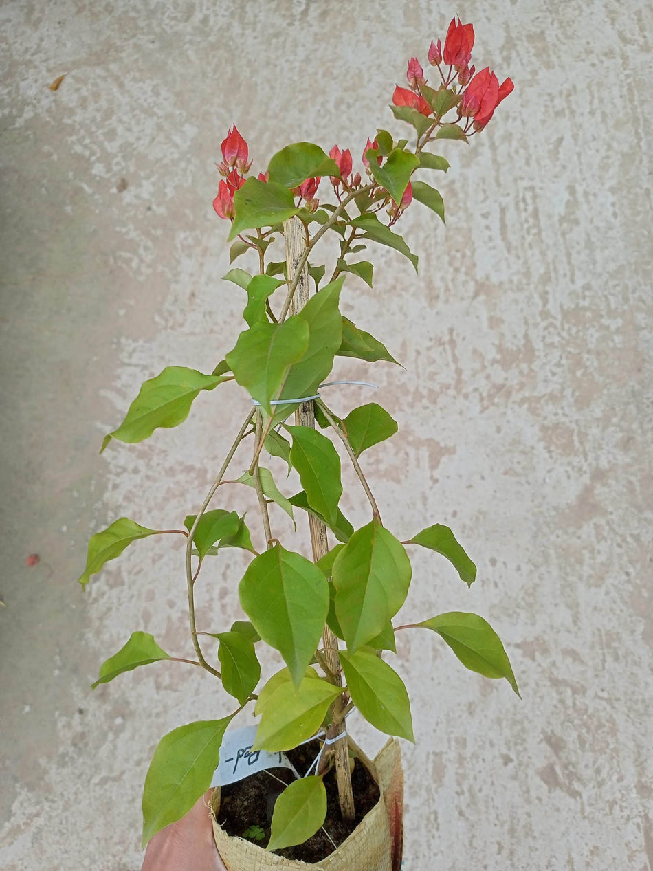 Chilli Red
