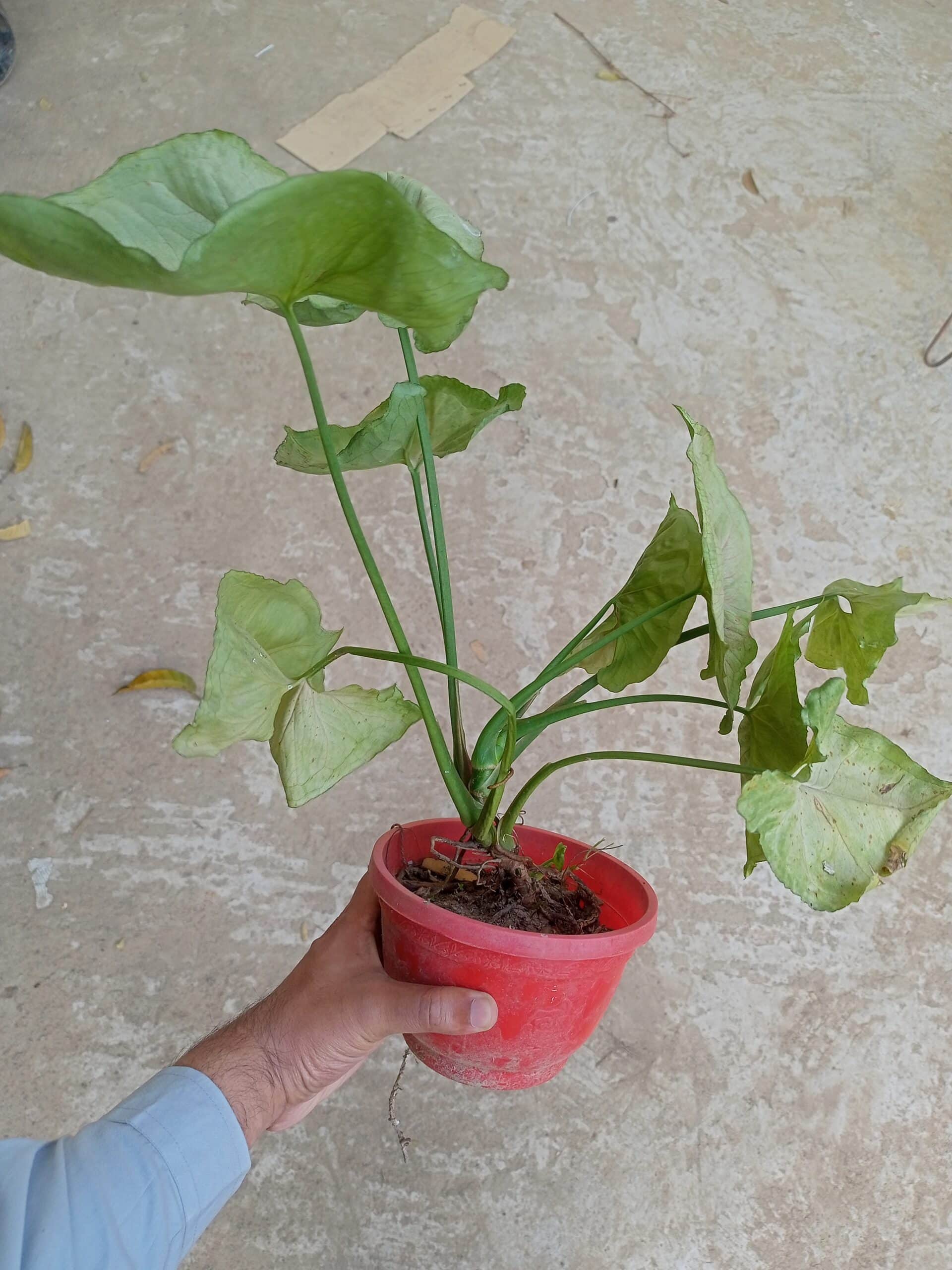 Bold Allusion Syngonium